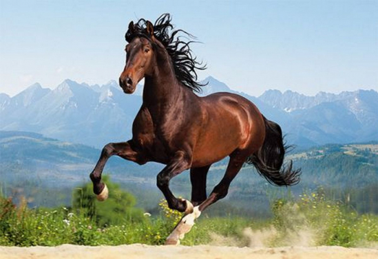 Пазлы Castorland «Лошадь в галопе» 1500 эл - фото 1