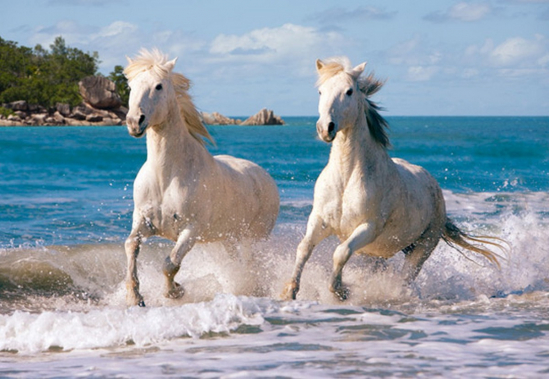 Пазлы Castorland «Камаргские белые лошади» 1000 эл - фото 1