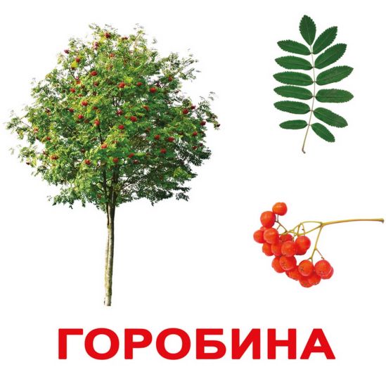 Карточки большие ламинированные украинские «Деревья» - фото 1