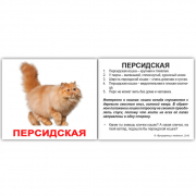 Карточки мини русские «Породы кошек с фактами» 379512