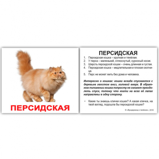 Карточки мини русские «Породы кошек с фактами» 379512 - фото 1