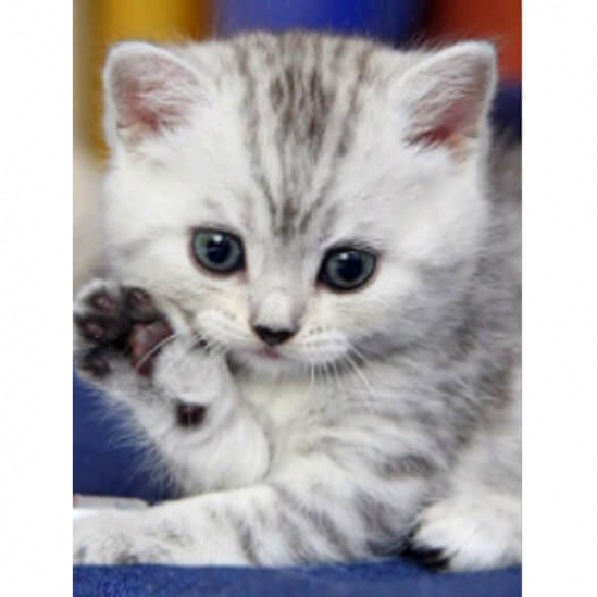 Алмазная картина «Маленький котенок» размер 30-40 см HX340 - фото 1