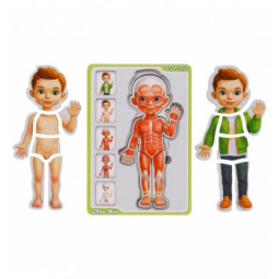 Сортер-пазл «Анатомия человека - мальчик» 23-16-1,5 см ТМ Ань-Янь (Украина) ПСФ026