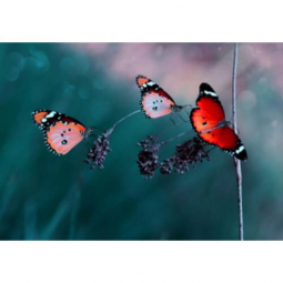 Алмазная мозаика Dreamtoys Бабочки , размер 30-40 см H8758