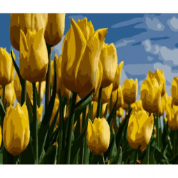 Картина по номерах «Поле жовтих тюльпанів» розмір 40-50 см Strateg GS260