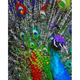 Картина по номерах «Різнобарвне піря павлина» розмір 40-50 см Strateg GS171