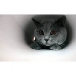 Картина алмазна мозаїка «Милий сіренький котик» розмір 30-40 на підрамнику DreamToys Y0033