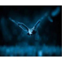Картина алмазна мозаїка «Нічний птах» розмір 30-40 на підрамнику DreamToys Y0038