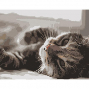 Картина за номерами «Котик у променях» розмір 40-50 см Strateg DY109