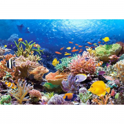 Пазлы «Коралловый риф» 1000 эл
