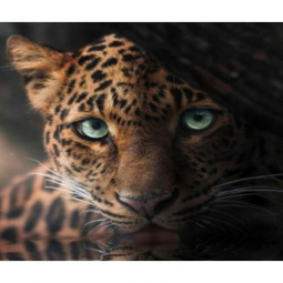 Картина алмазна мозаїка «Яванський леопард» на підрамнику розмір 30-40 см Dreamtoys Y0086