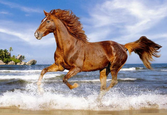 Пазлы «Лошадь на пляже» 500 эл - фото 1