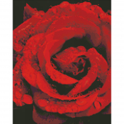 Картина з алмазною мозаїкою «Троянда в діамантах» розмір 40-50 см АМО7501