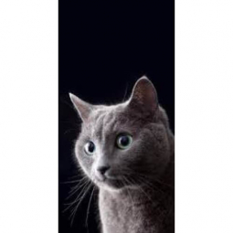 Картина алмазна мозаїка «Сірий кіт» на підрамнику 30-40 см ТМ Dreamtoys Y0035