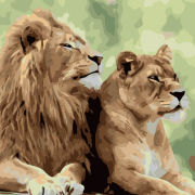 Картина по номерах «Подружжя левів» розміром 40-40 см Strateg SK003
