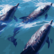 Картина по номерах «Швидкі дельфіни» розміром 40-40 см Strateg SK034
