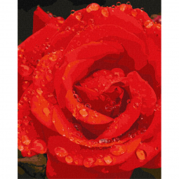 Картина по номерах «Троянда в діамантах» розмір 40-50 см Идейка КНО3207