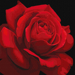 Картина по номерах «Червона троянда» розмір 40-40 см Идейка КНО3238