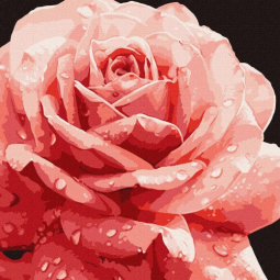 Картина за номерами Досконала троянда розмір 40-40 см Ідейка KHO3236