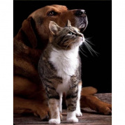 Картина алмазна мозаїка Дружба кішки з собакою розміром 30-40 см Strateg HEG86054