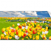 Картина по номерам «Поле тюльпанів» розмір 50-25 см Strateg WW176
