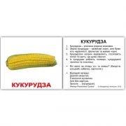 Карточки мини украинские с фактами «Овощи»