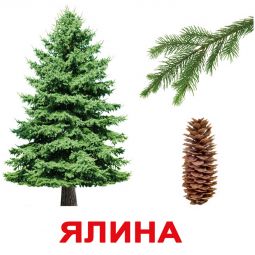 Карточки большие украинские с фактами «Деревья»