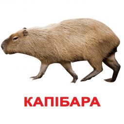 Карточки большие украинские с фактами «Экзотические животные»