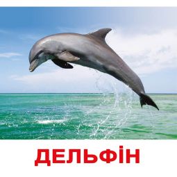 Карточки большие украинские с фактами «Обитатели водоемов»