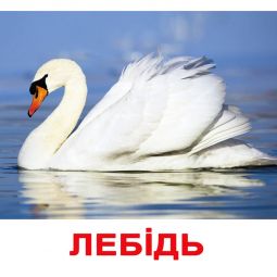 Карточки большие украинские с фактами «Птицы»
