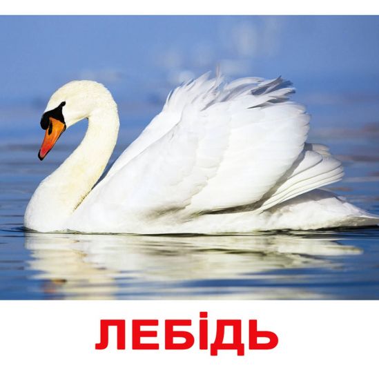 Карточки большие украинские с фактами «Птицы» - фото 1