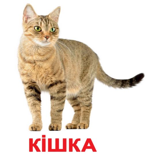 Карточки большие ламинированные украинские «Домашние животные» - фото 1
