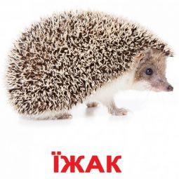 Карточки большие украинские «Дикие животные»