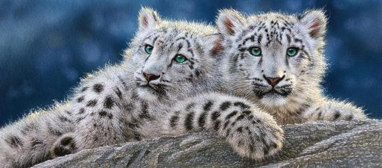 Пазлы Castorland 600 «Снежные леопарды» - фото 2