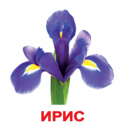 Большие русские карточки «Цветы»