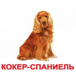 Карточки большие русские с фактами «Породы собак»