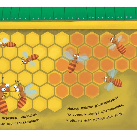 Моя первая энциклопедия «Как получается мёд» - фото 8