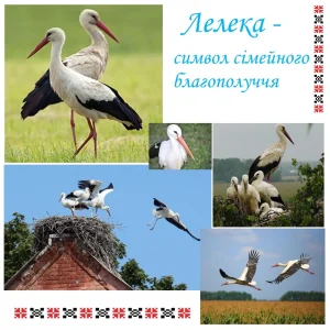 narodni-symvoly-ukrainy-znachennia-istoriia-ta-suchasne-zhyttia-b67d