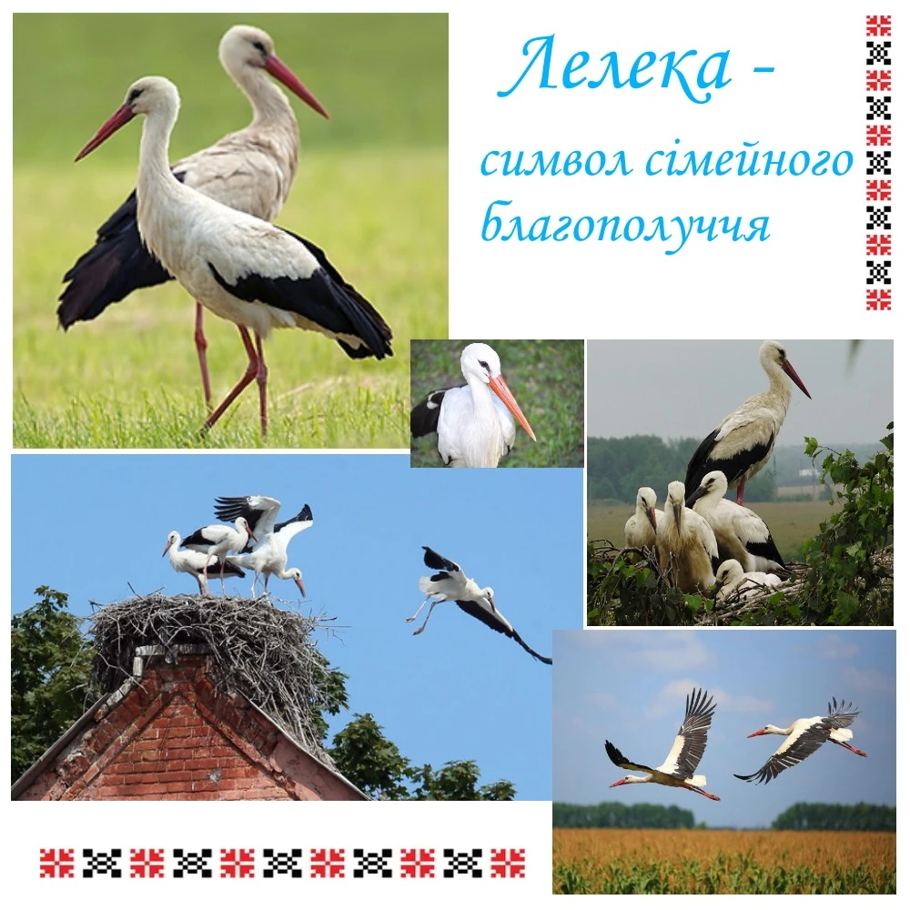 narodni-symvoly-ukrainy-znachennia-istoriia-ta-suchasne-zhyttia-b67d