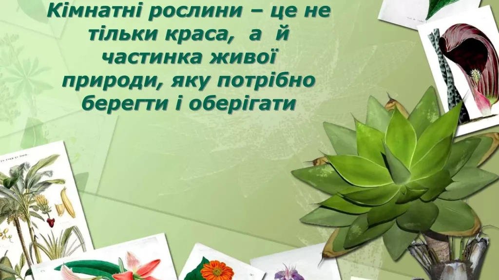 iak-dohliadaty-za-kimnatnymy-roslynamy-sekrety-zdorovoho-zelenoho-kutochka-2402