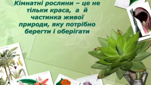 iak-dohliadaty-za-kimnatnymy-roslynamy-sekrety-zdorovoho-zelenoho-kutochka-2402